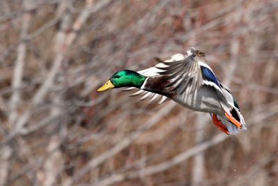 Close-up of duck flying