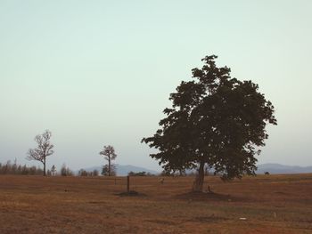 Scenic view of field against clear sky