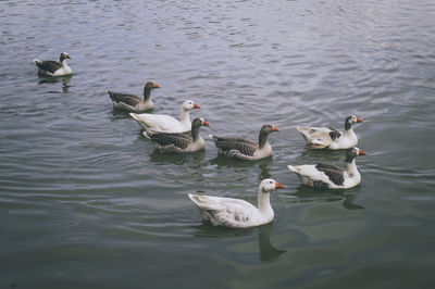 Ducks swimming on lake