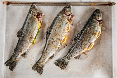 High angle view of fish on water