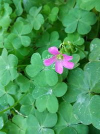 High angle view of honey bee on pink flower blooming outdoors