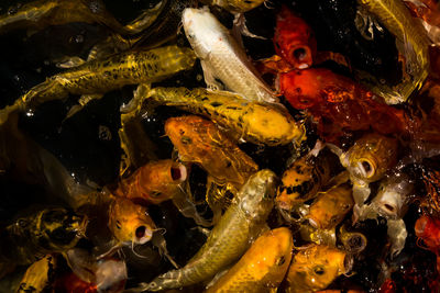 High angle view of fish swimming in sea