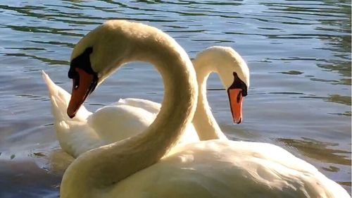 Swan swimming in water