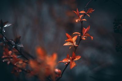 Close-up of red maple leaves on tree