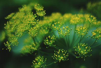 Close-up of yellow flowering plant on field