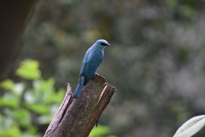 Close-up of bird perching on wood