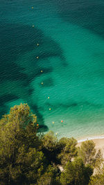 High angle view of sea and trees