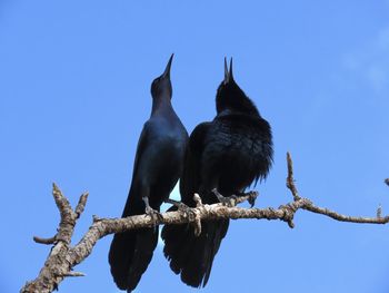 Closeup of two grackles