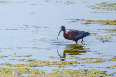 Close-up of duck in lake