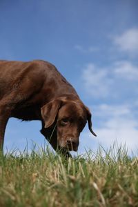 Dog looking away on field against sky