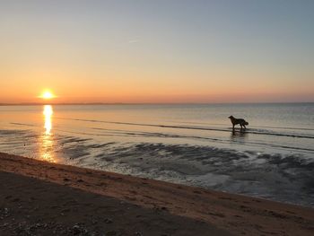 Silhouette dog on beach against sky during sunset