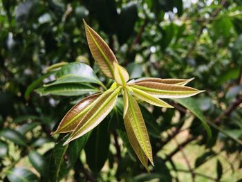 Close-up of green leaves