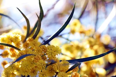 Close-up of yellow flowering plant