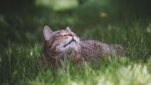 Close-up of cat resting on grass