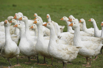 A gaggle of white geese walking on a green meadow