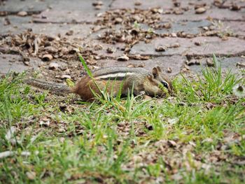 Side view of squirrel on field