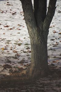 Close-up of tree trunk