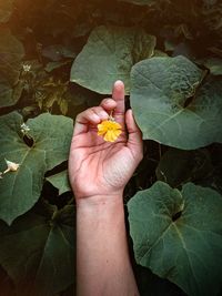 High angle view of hand holding leaves