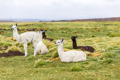 Llamas resting in the altiplano bolivia chile south america travel wildlife animals