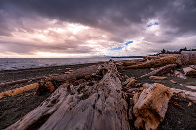 Surface level of driftwood on beach against sky