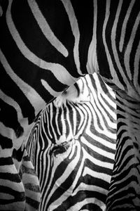 Zebra eye framed by other zebras