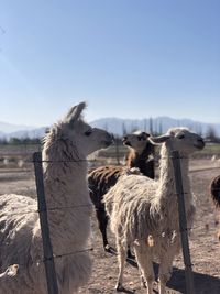 Llamas standing in a field