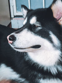 Close-up of dog looking away