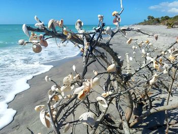 High angle view of seagulls on beach during winter