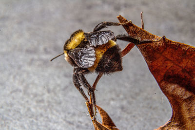 Close-up of bee on the leaf