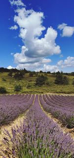 Scenic view of lavender field against sky