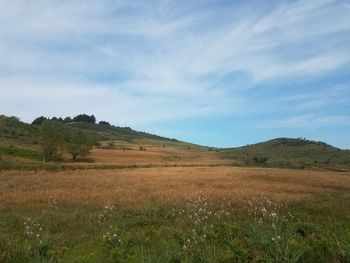 Scenic view of field against sky