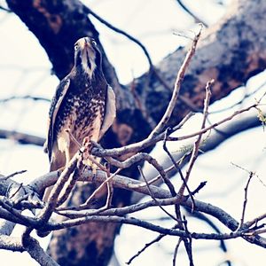 Close-up of bird perching on branch