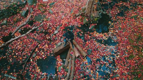 High angle view of pink flowering plants in park