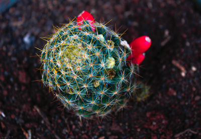 Close-up of succulent plant on christmas tree