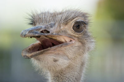 Close-up of a bird