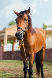 Brown horse front side full body portrait from puerto rico country side