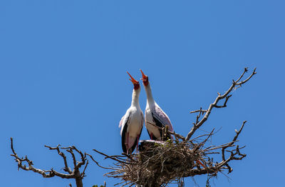 Low angle view of birds in nest on bare tree against clear blue sky