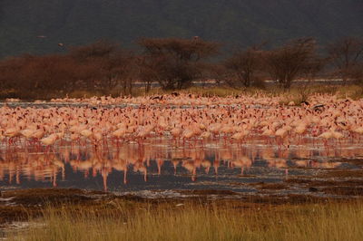 Flock of birds flying over water against sky