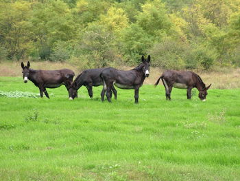 Horses on field