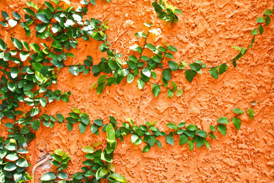 Full frame shot of orange flowering plant against wall