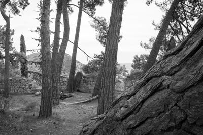 Trees in forest against sky