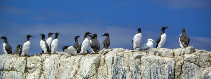 Birds perching on rock