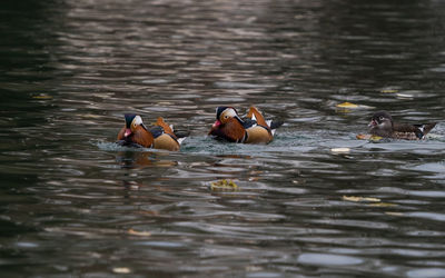 Duck swimming in lake