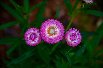Close-up of pink flower