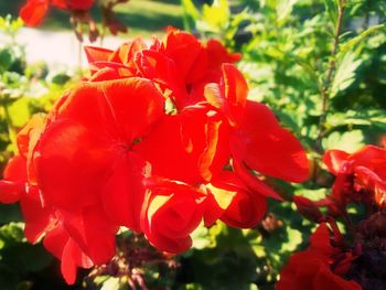 Close-up of red flowers blooming outdoors