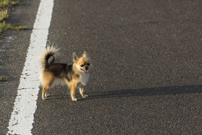 High angle view of dog on street