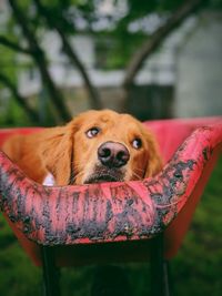 Close-up portrait of dog