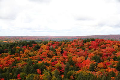 Scenic view of red flowering plants and trees against sky