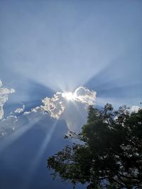 Low angle view of sunlight streaming through tree