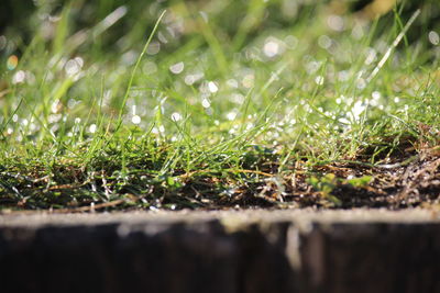 Close-up of grass